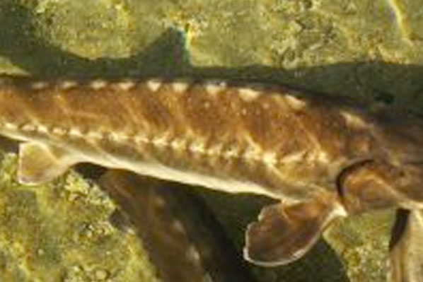 El esturión, una especie en peligro de extinción