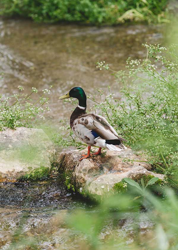 prod-avifauna.jpg prod-avifauna.jpg